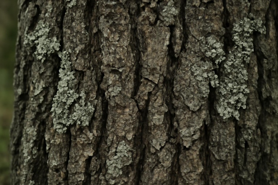 Close-up of tree bark showing deep furrows and patches of lichen